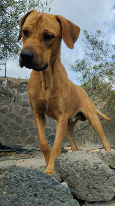 Carus