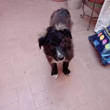 Lupo